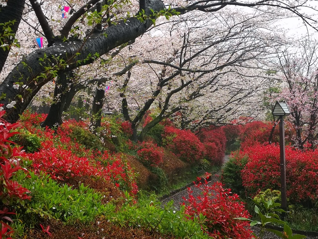 飛鳥山の桜