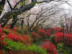 飛鳥山の桜
