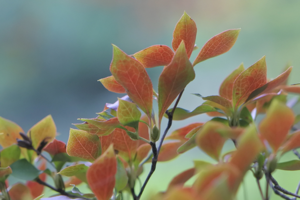 紅葉する少し前の彩