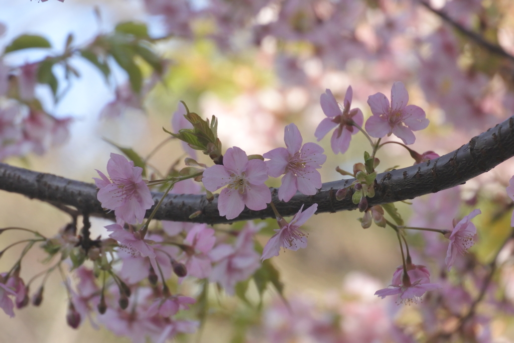 五條天神の桜