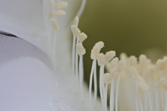 蕊たちのおしゃべり