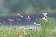 穏やかな風景の向こうでは