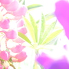 染