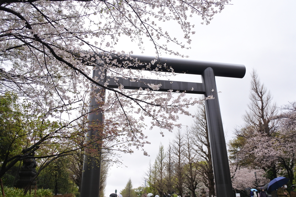 靖国神社の桜①