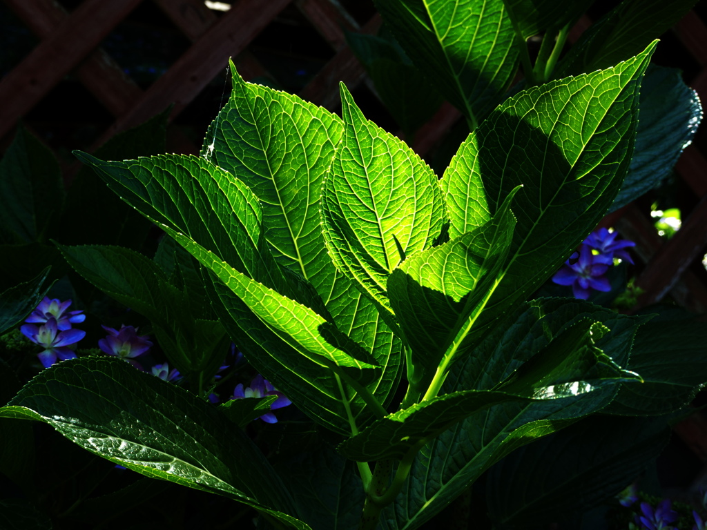 紫陽花を撮る②