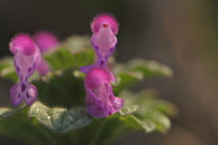 アフロヘア―の住人達