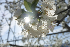 さくらんぼの花