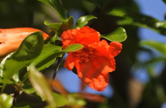 柘榴の花