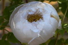 冬ぼたん　玉兎