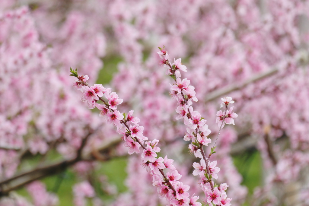 桃の花いっぱい