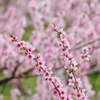 桃の花いっぱい
