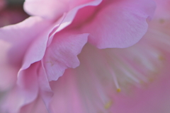 花嫁