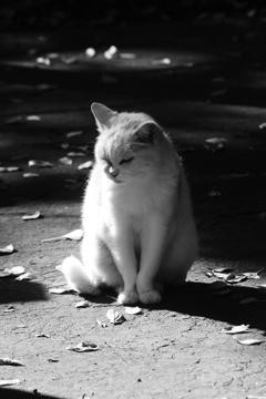 ひだまりにゃんこ