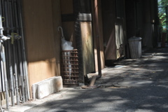 紫陽花の小道の入り口