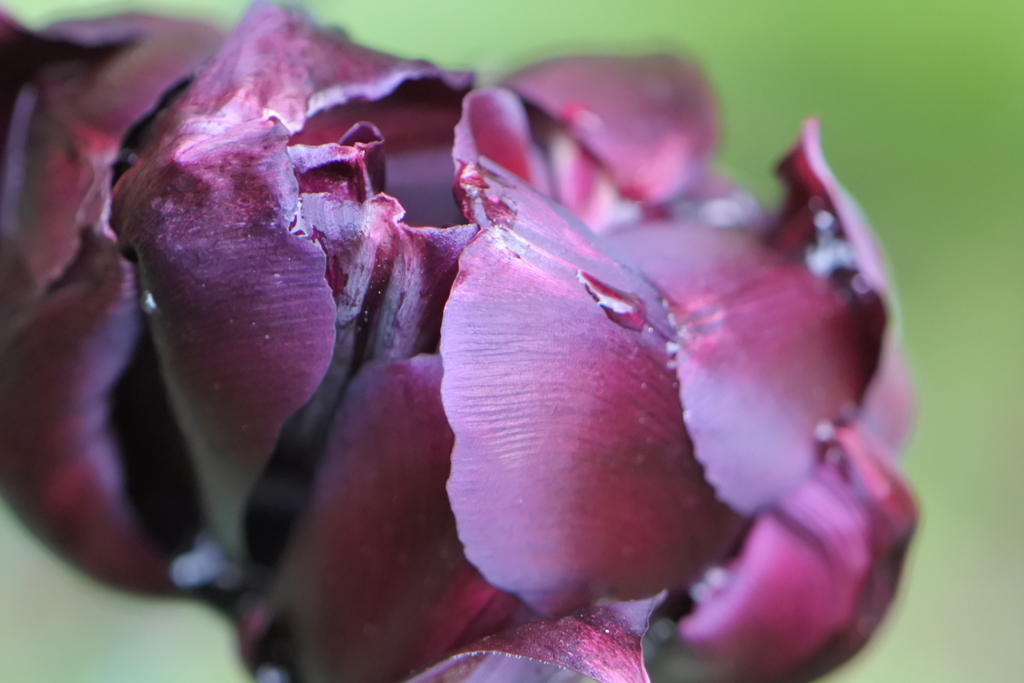 濡れたチューリップ