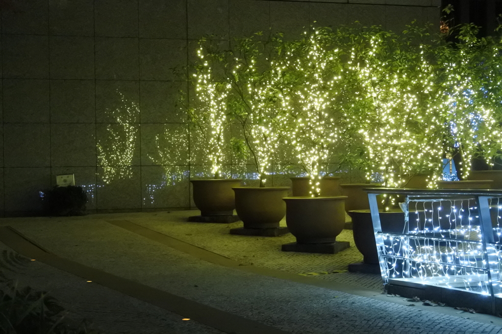 東京イルミネーション　光の花たち