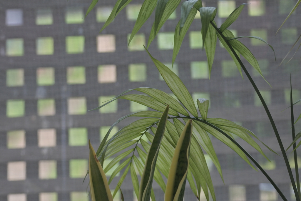 レストランでランチ