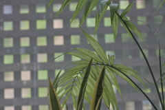 レストランでランチ