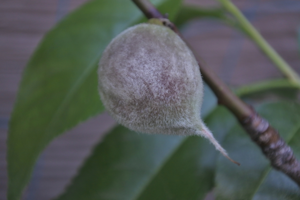 アーモンドの実