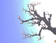 枝