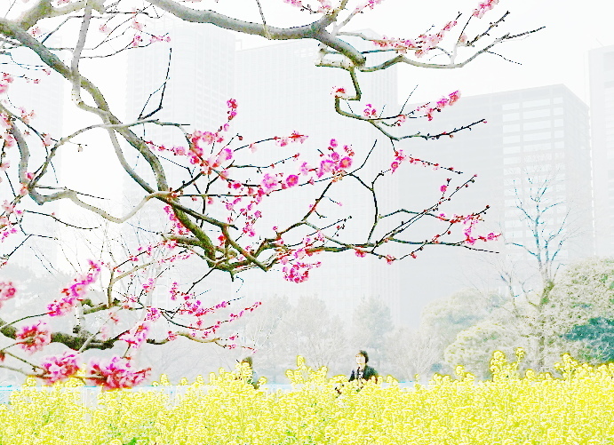 ビルと梅と菜の花と