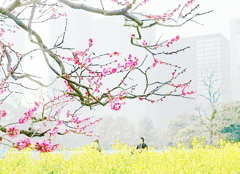 ビルと梅と菜の花と