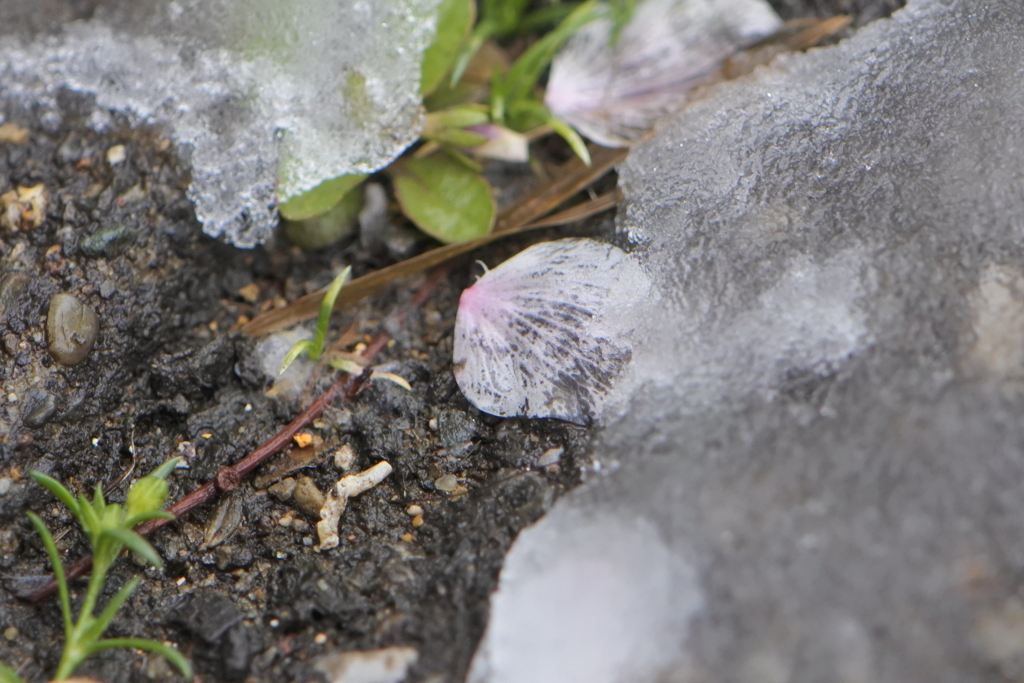 雪が降った日の記憶　花びら