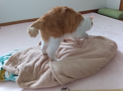 ふみふみ