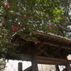 椿の門