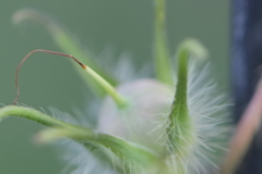 朝顔の種