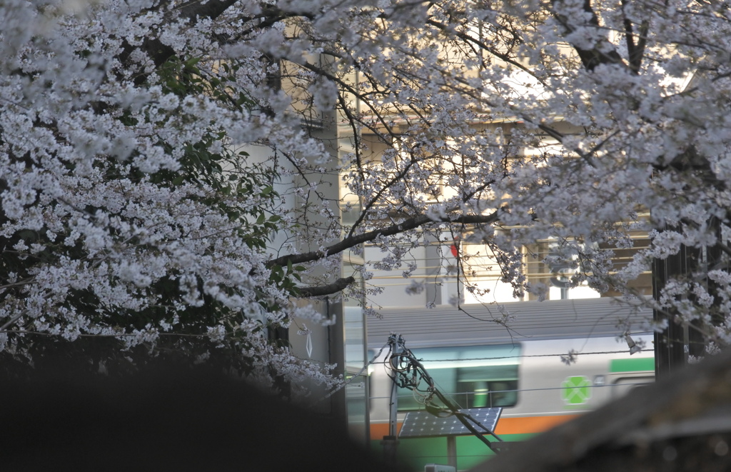 チラ電～桜