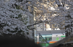 チラ電～桜