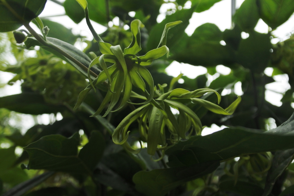 イランイランの木