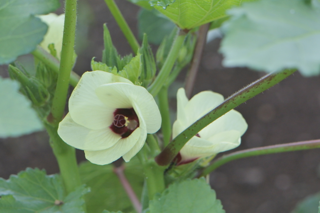 オクラの花