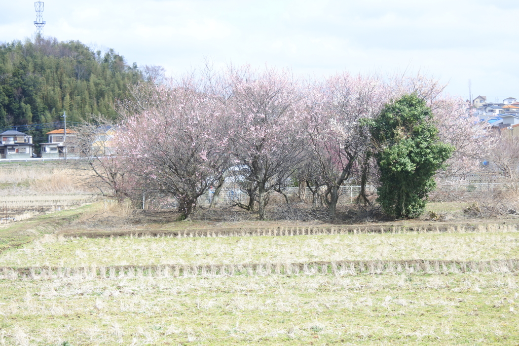 梅ひと群れ