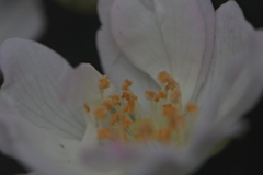 ほころび始める野ばら