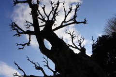 上野公園　魔法の木