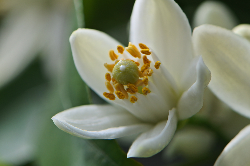 蜜柑の花