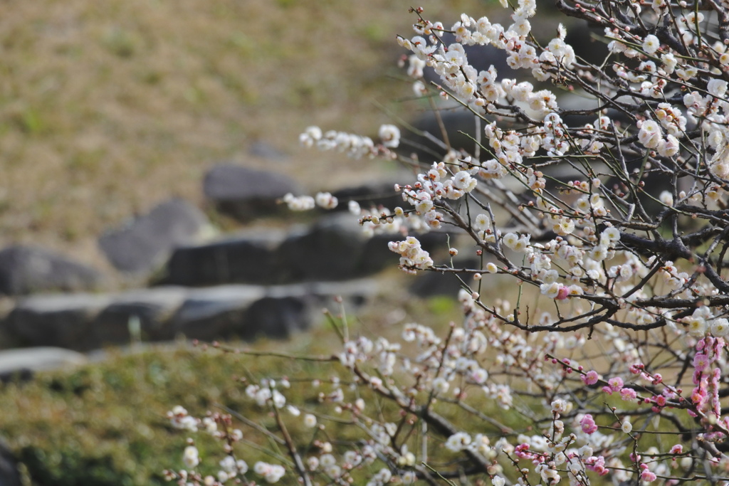 芝離宮恩賜庭園　梅