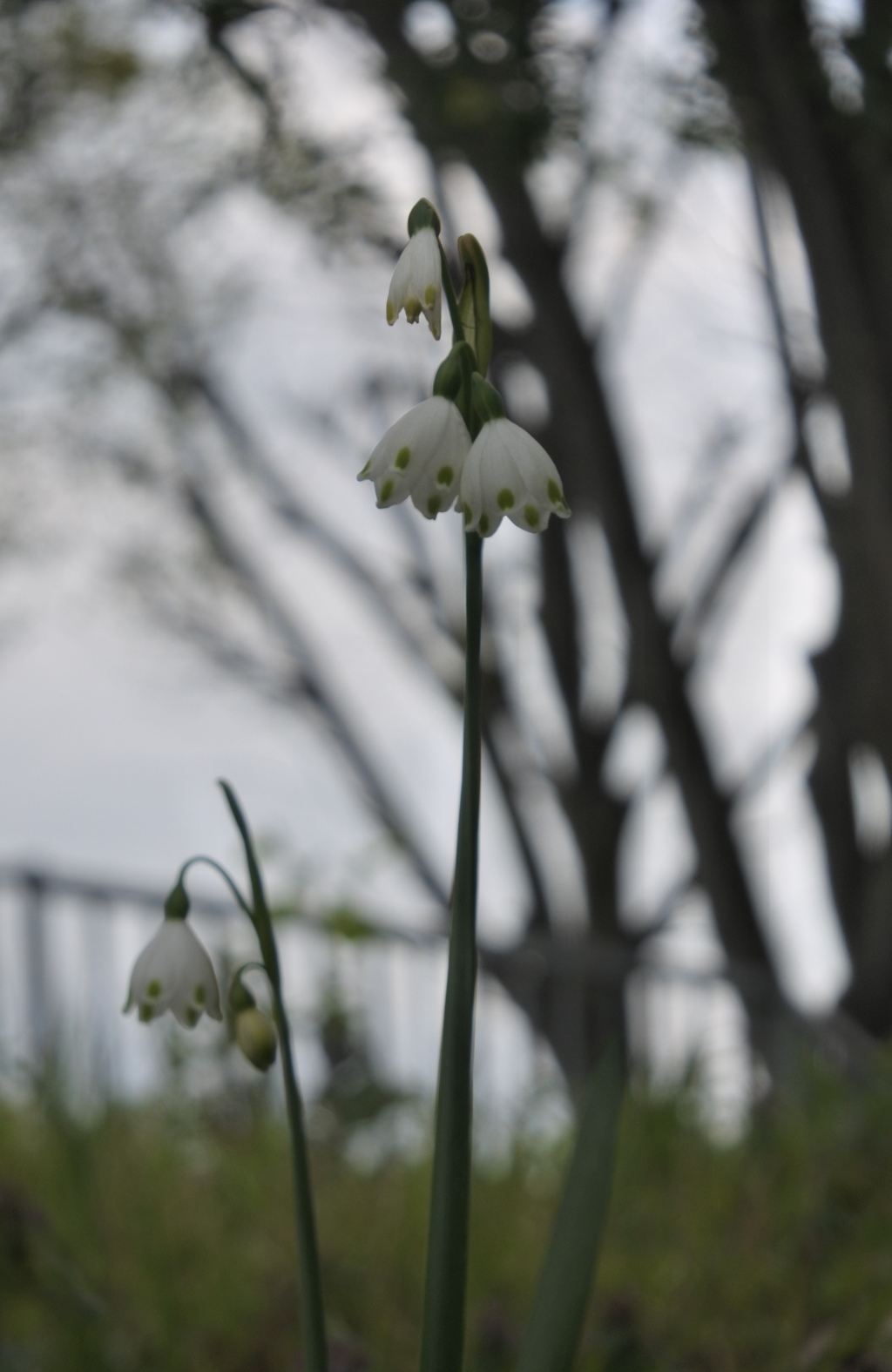 公園のスノーフレーク