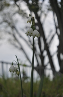 公園のスノーフレーク