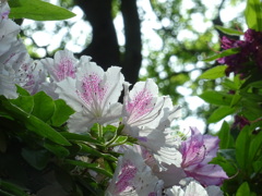 根津神社のツツジ