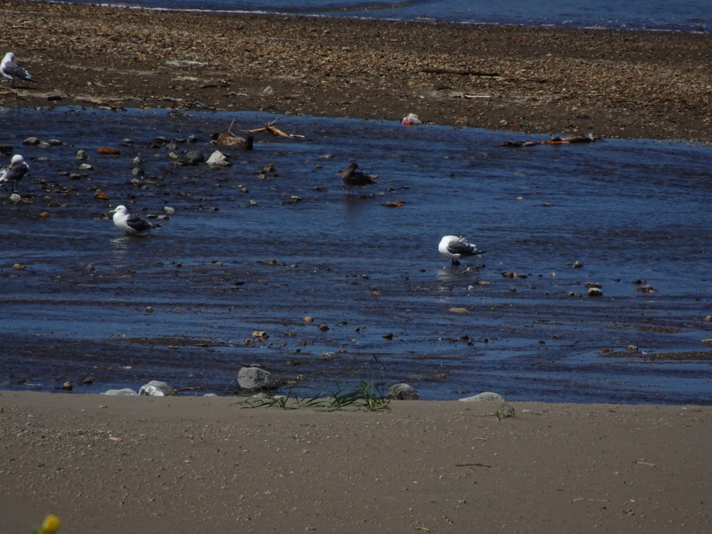 道の駅こどまりから