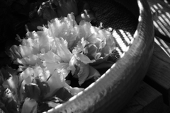 モノクロぼたん　水盤に浮かぶ