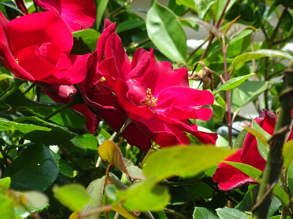 薔薇を見に行きたい