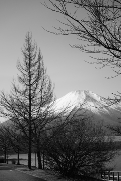 富士山巡り　冬木立と富士山
