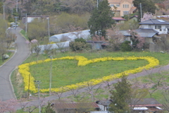 菜の花のハート