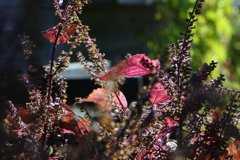 ハーブ園の紫蘇