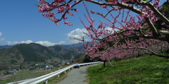 桃源郷をご一緒に　桃の花と青空