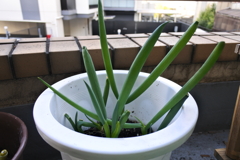 ベランダ菜園